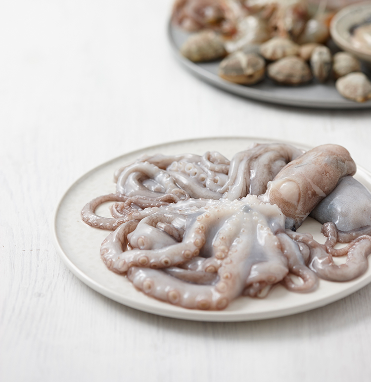 octopus octopus